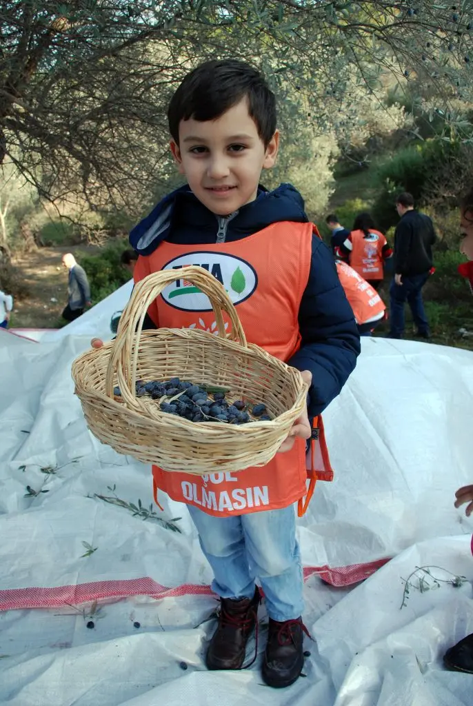 Seferihisar’da bin yaşında zeytin ağaçların yağları satışa çıkıyor