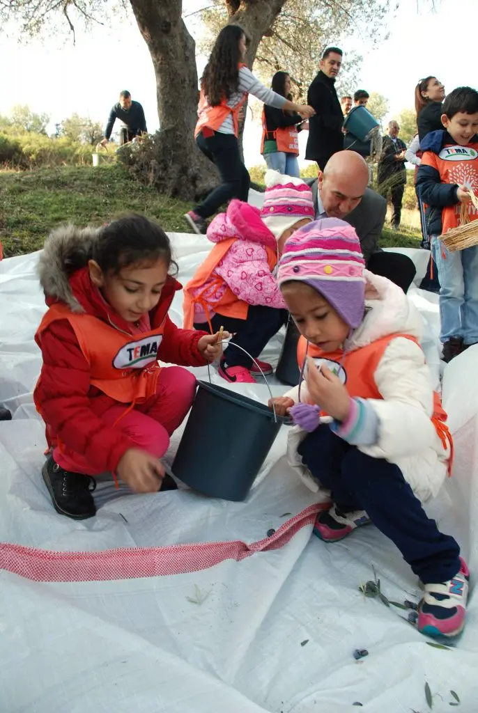 Seferihisar’da bin yaşında zeytin ağaçların yağları satışa çıkıyor