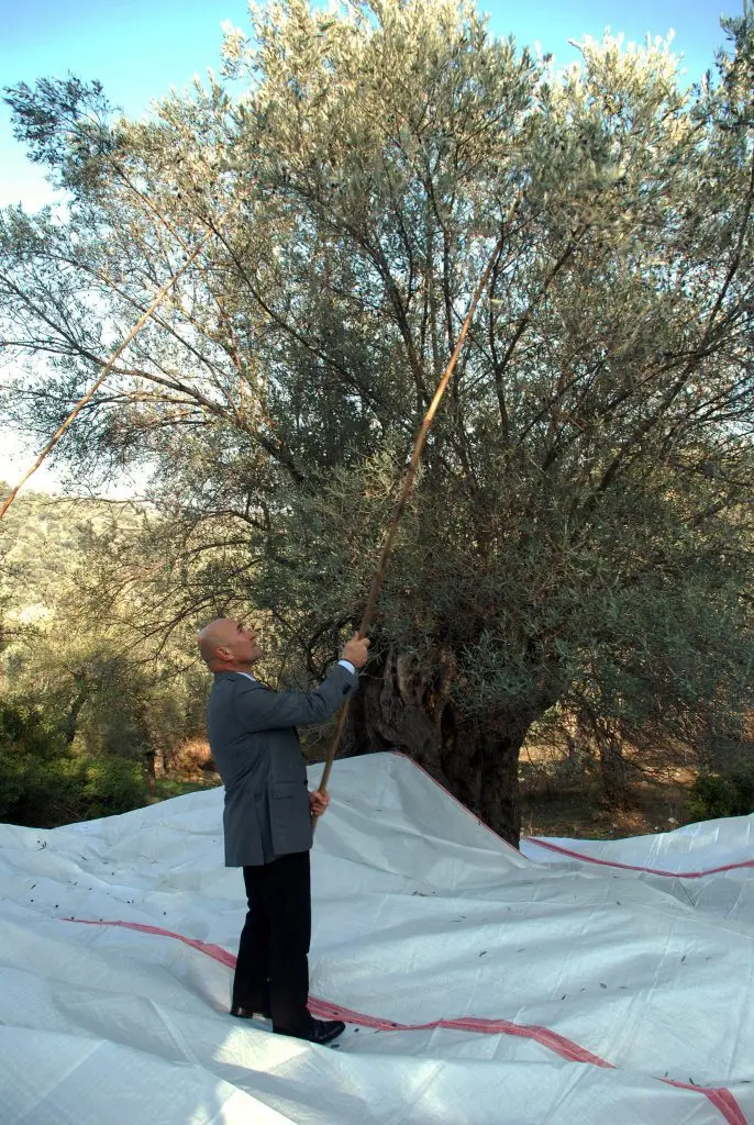 Seferihisar’da bin yaşında zeytin ağaçların yağları satışa çıkıyor