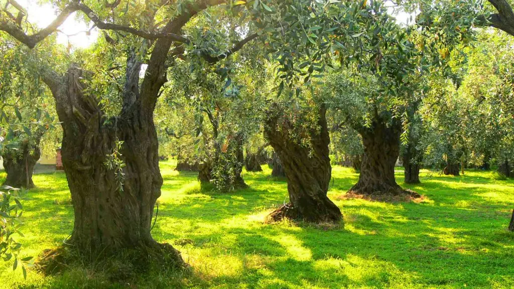 Seferihisar’da bin yaşında zeytin ağaçların yağları satışa çıkıyor