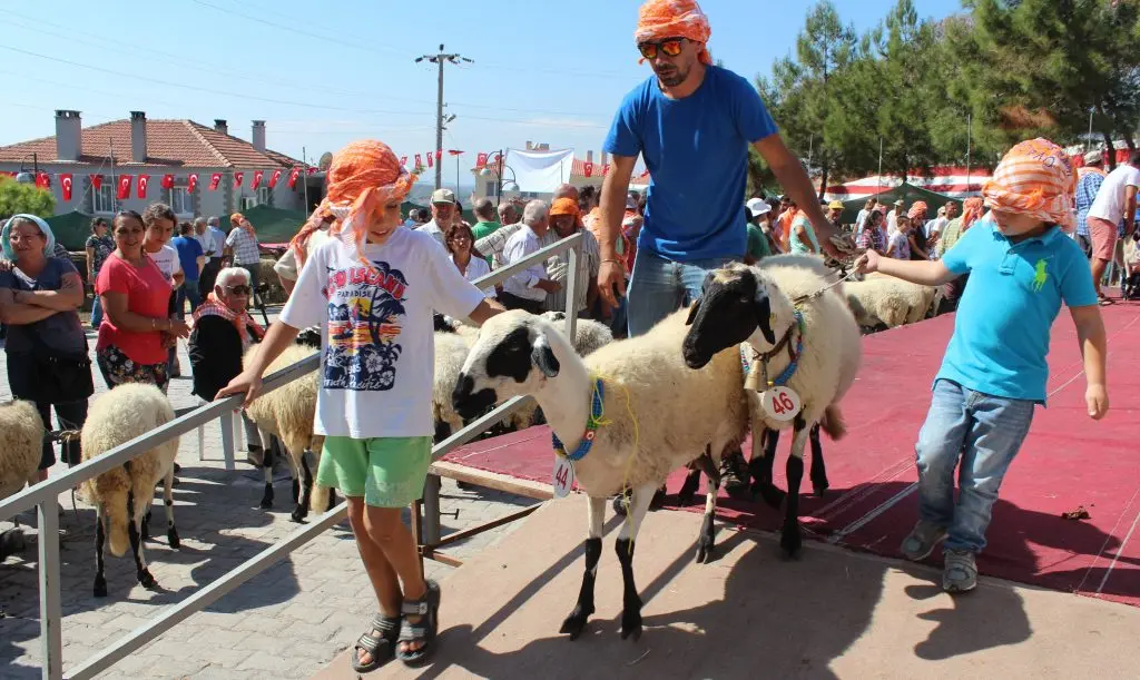 Çeşme’de ‘Sakız Koyunları koruma’ festivali