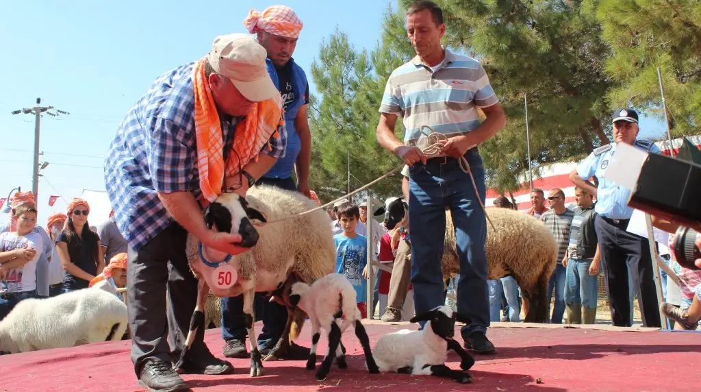 Çeşme’de ‘Sakız Koyunları koruma’ festivali