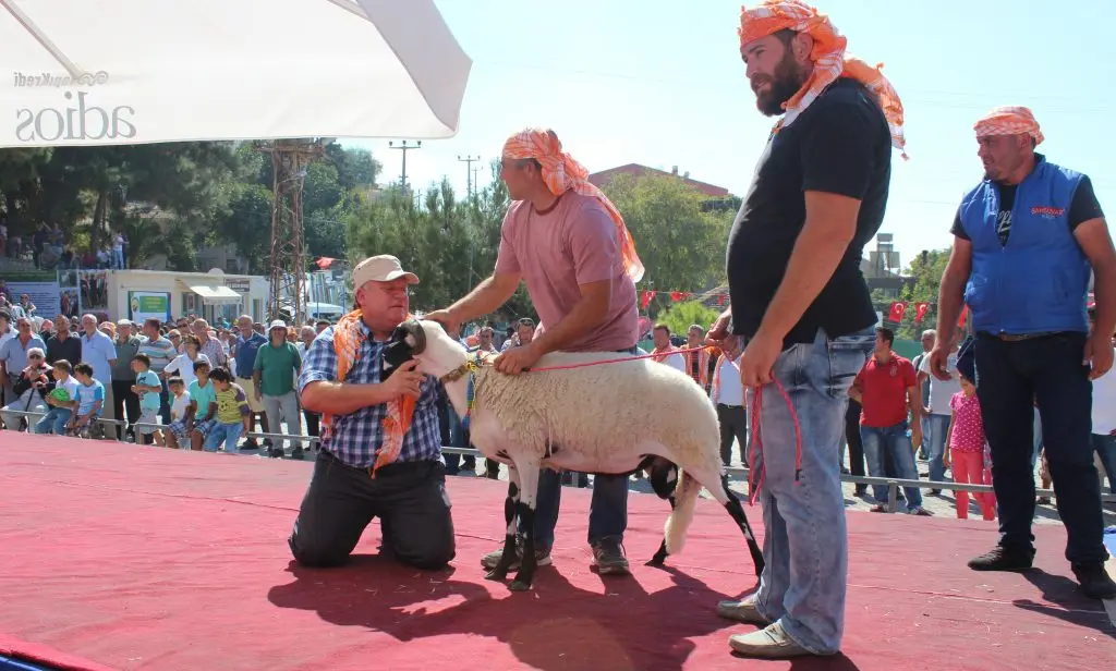 Çeşme’de ‘Sakız Koyunları koruma’ festivali