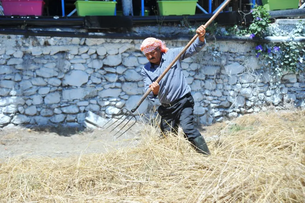 Seferihisar Ulamış Köyü Ata Ekmeği ve Armola Şenliğinde izdiham yaşandı!