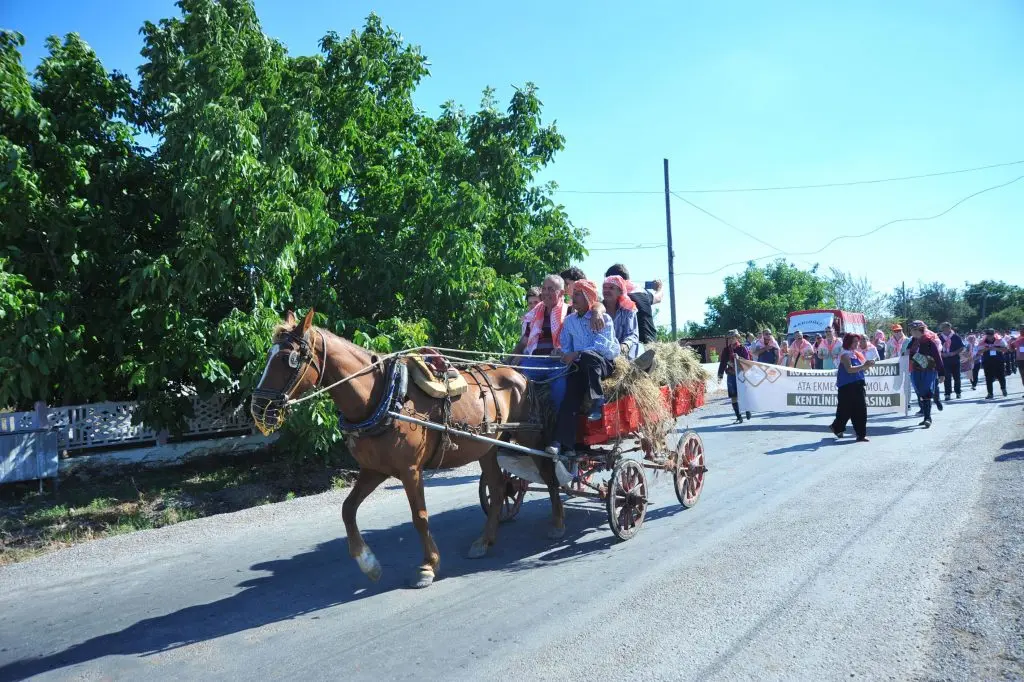 Seferihisar Ulamış Köyü Ata Ekmeği ve Armola Şenliğinde izdiham yaşandı!