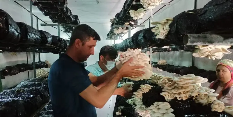 İlçe Tarım Müdürlüğü teşvik ediyor, çiftçiler üretiyor