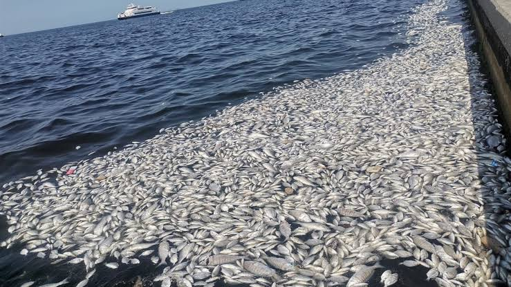 İzmir Körfezi’nde balık ölümleri ve koku şikâyetleri arttı