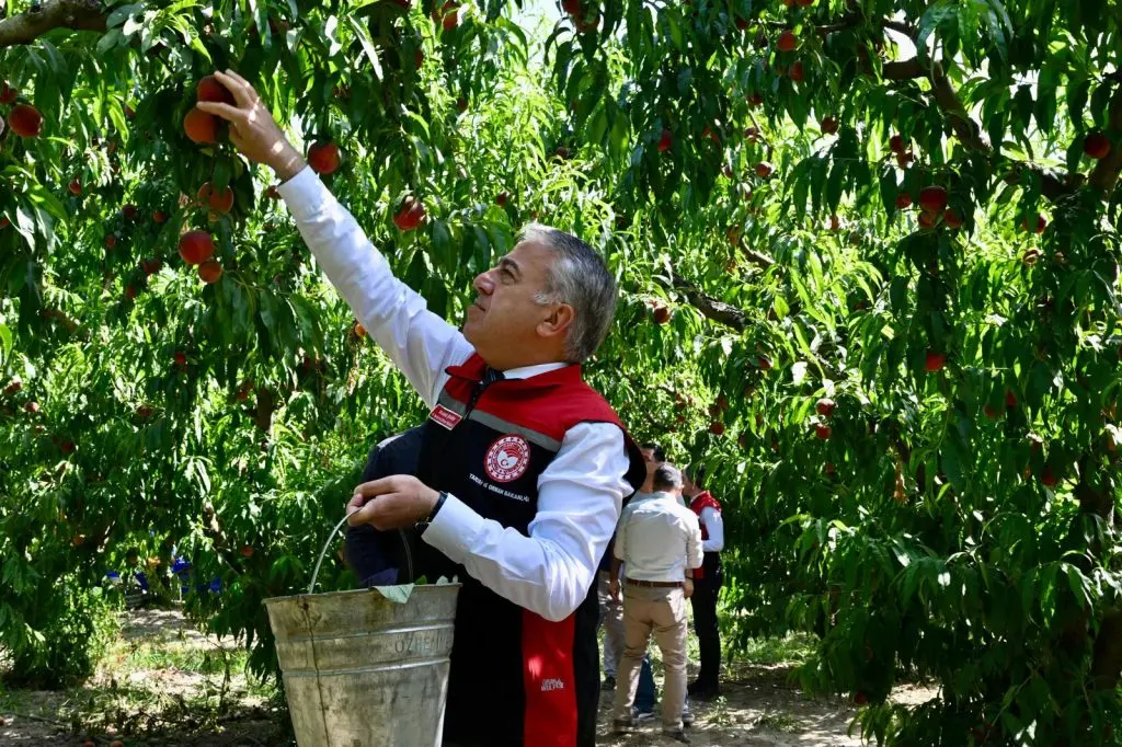 İzmir’den dünyaya şeftali hasadı