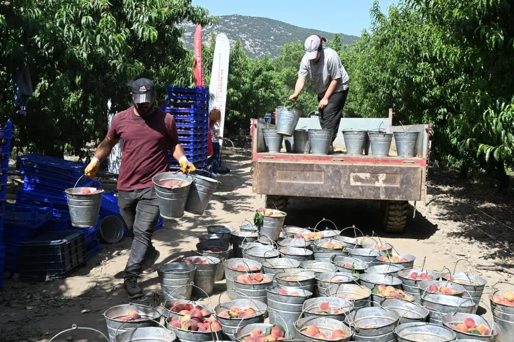 İzmir’den dünyaya şeftali hasadı