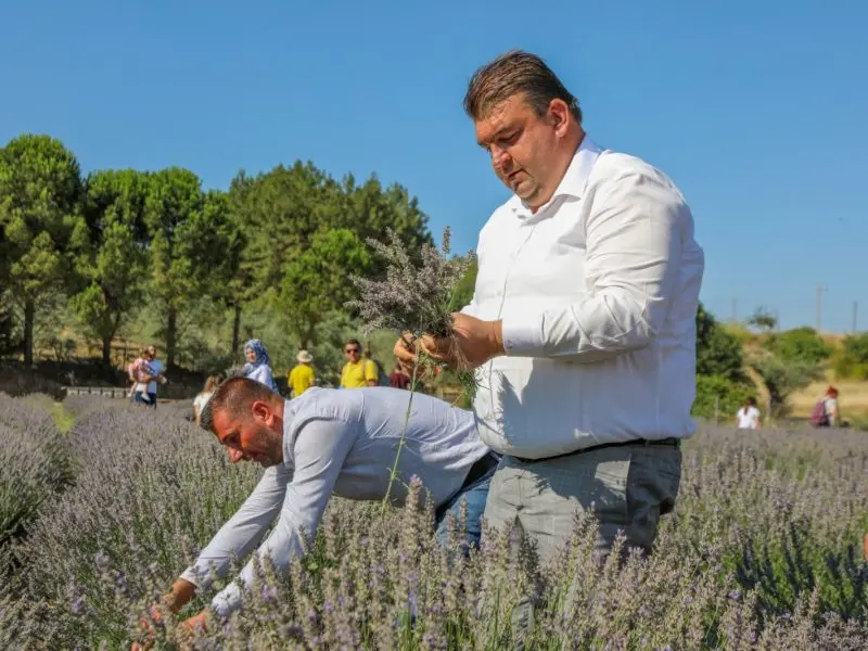 Lavanta hasadı şenlik havasında geçti