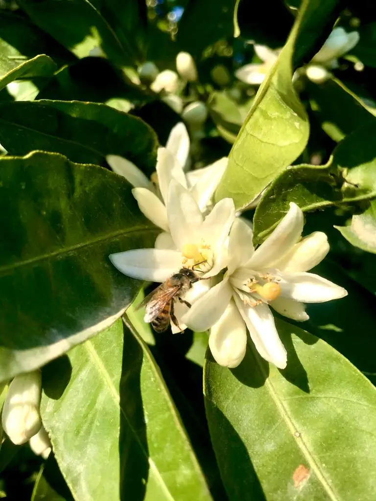Mandalina çiçek açtı, çiftçi kara kara düşünüyor