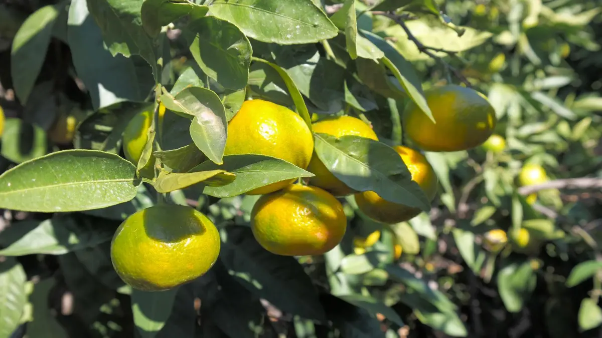 Satsuma mandalinanın ihracat yolculuğu 27 Ekim’de başlıyor