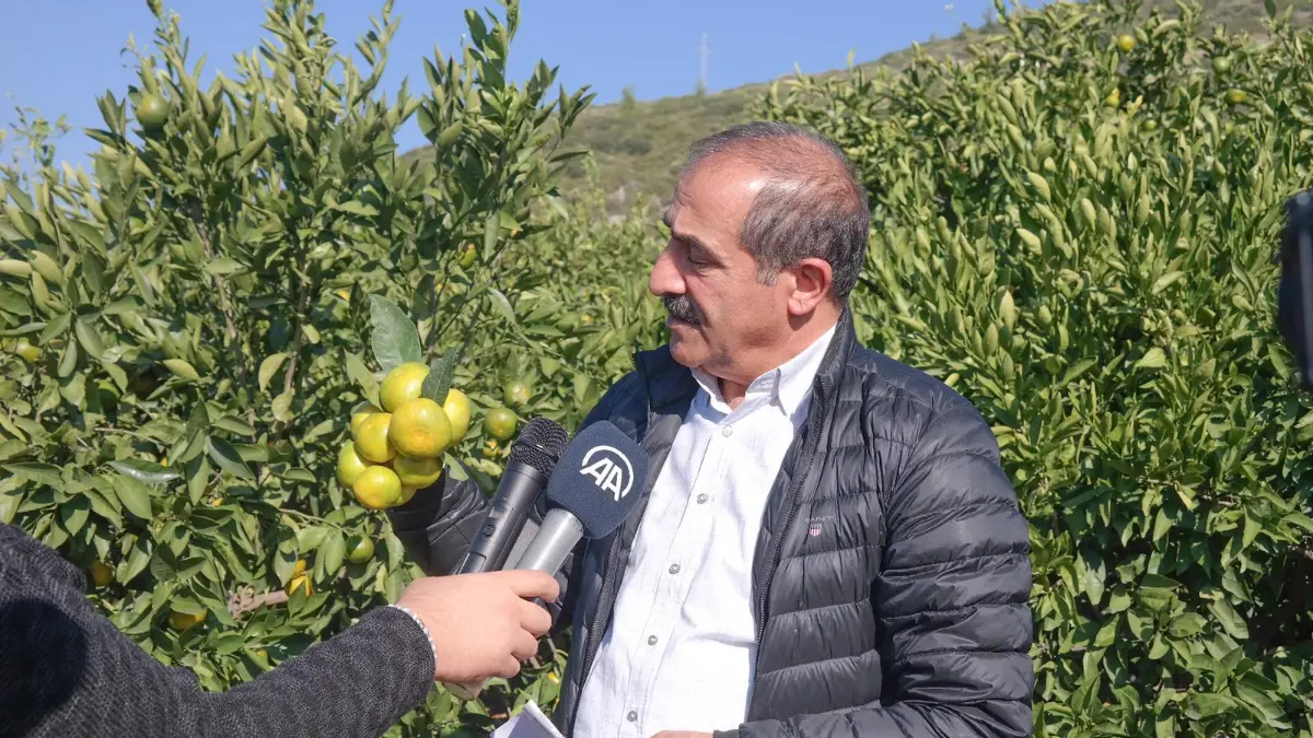Satsuma mandalinanın ihracat yolculuğu 27 Ekim’de başlıyor