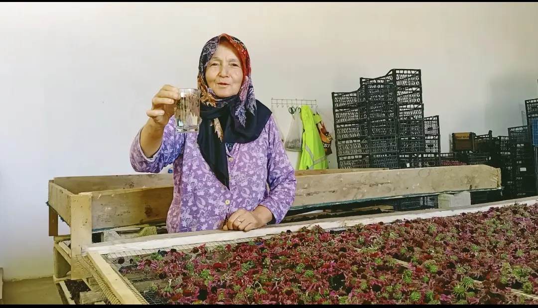 Seferihisar Düzce’de ekinezya hasat zamanı
