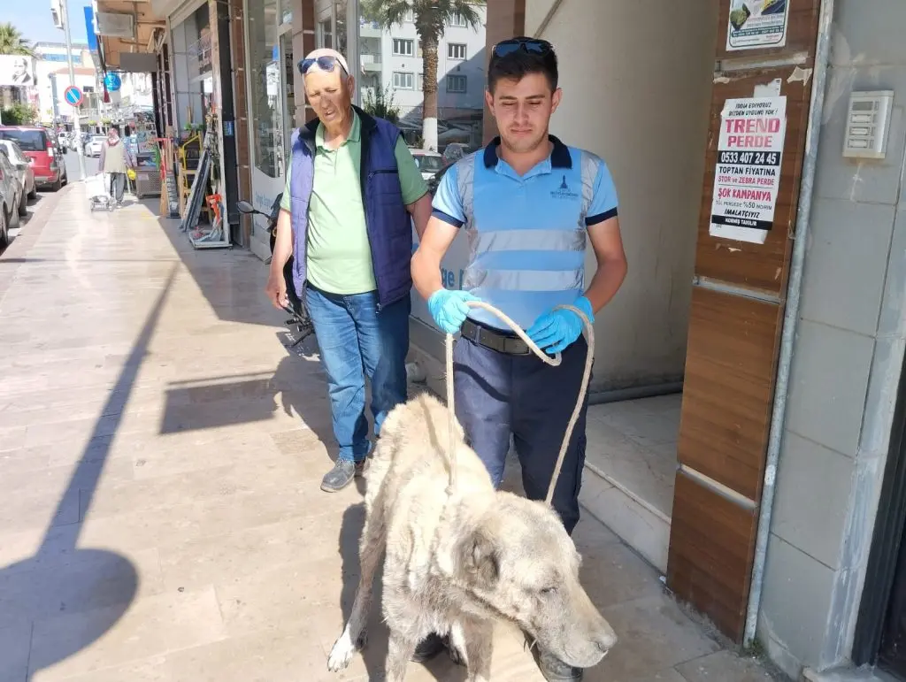 Seferihisar’da bir can daha kurtarıldı