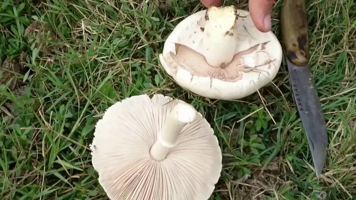Seferihisar’da hangi tür mantarlar toplanır