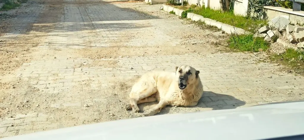 Seferihisar’da köpek saldırısı: 1 kişi yaralandı