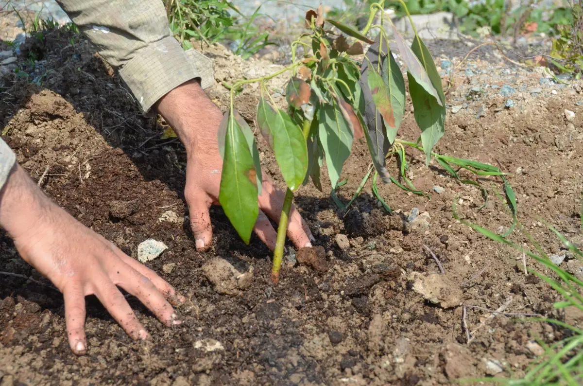 Seferihisar’ın yeni yıldızı avokado