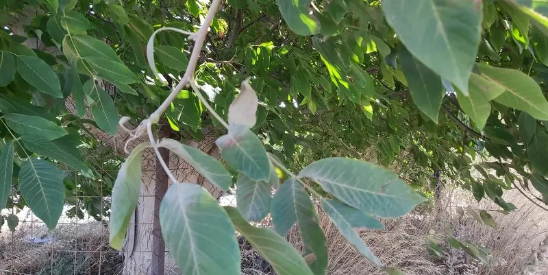 Tarım alanındaki hafriyat, mandalinaları öldürüyor
