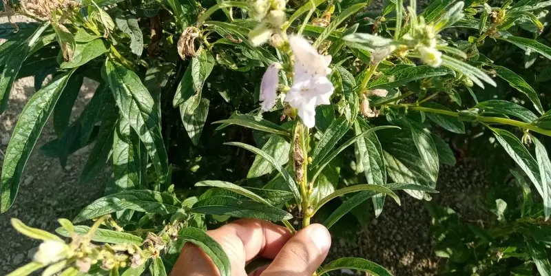 Tepecikli çiftçi susam hasadı yaptı