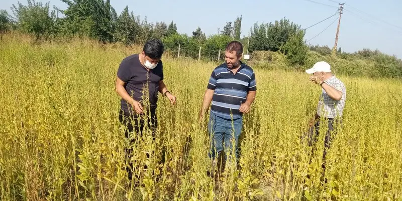 Tepecikli çiftçi susam hasadı yaptı