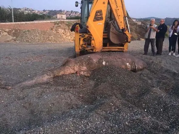 Ürkmez’de 900 kiloluk köpek balığı karaya vurdu
