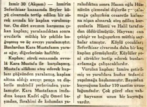 Yıl 1936, Yer Seferihisar.. Avcılara kurban olan Anadolu Parsı