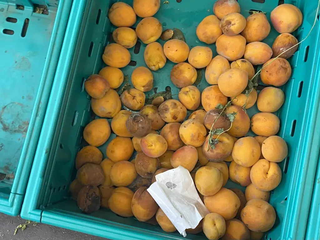 Zincir markette skandal: Çürümüş ürünler satışta!