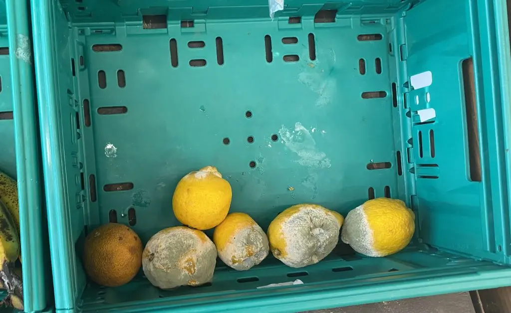 Zincir markette skandal: Çürümüş ürünler satışta!