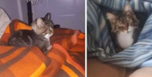 Doğanbey’de kaybolan kedi aranıyor