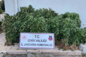 Dron destekli operasyonda binlerce kök kenevir ele geçirildi