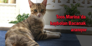 En sevdiği arkadaşı Bacanak’ı arıyor
