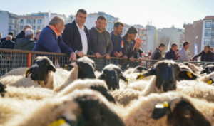 Kuralar çekildi, küçükbaş hayvanlar dağıtıldı