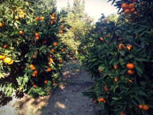 Mandalina bu sezon da üreticisini güldürmedi