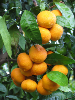 Mandalina rekoltesi umut veriyor