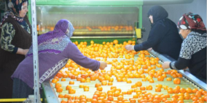 Mandalina üreticileri yeni yıla buruk girdi
