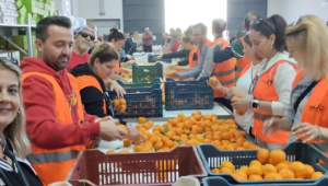 Manisalı grup LÖSEV çiftliğinde hasada katıldı
