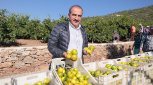 Satsuma mandalinanın ihracat yolculuğu 27 Ekim’de başlıyor