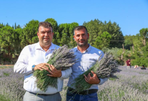 Seferihisar’da lavanta ve ekinezya hasadı şenlikle kutlanacak